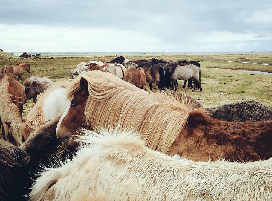 herd of horses on greenfield, brown, fields, gray, animal, mammal, HD wallpaper