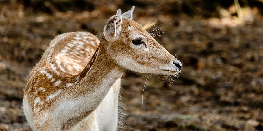 close-up photo of brown and white deer, roe deer, wild, nature HD wallpaper