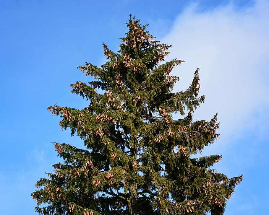crown, top, tree, fir, spruce, sky, treetop, tap, branches HD wallpaper