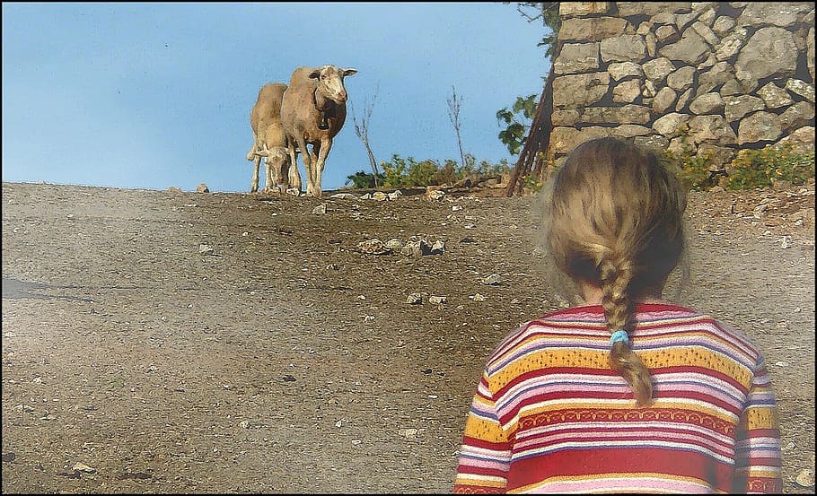 animal, animals, sheep, steinig, two, girl, child, plait, away HD wallpaper