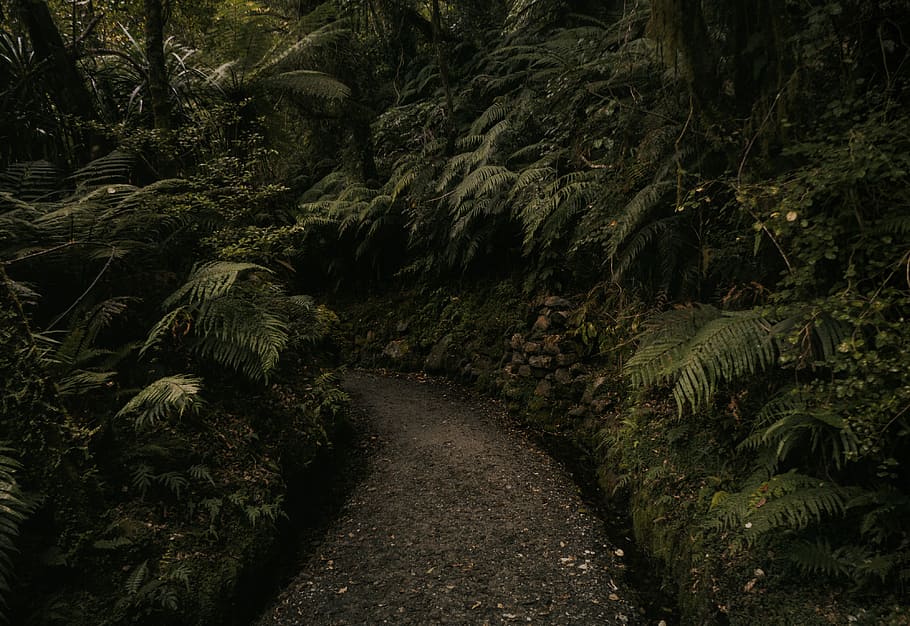 brown pathway surrounded by green pants on forest, curve pathway center of green plants HD wallpaper