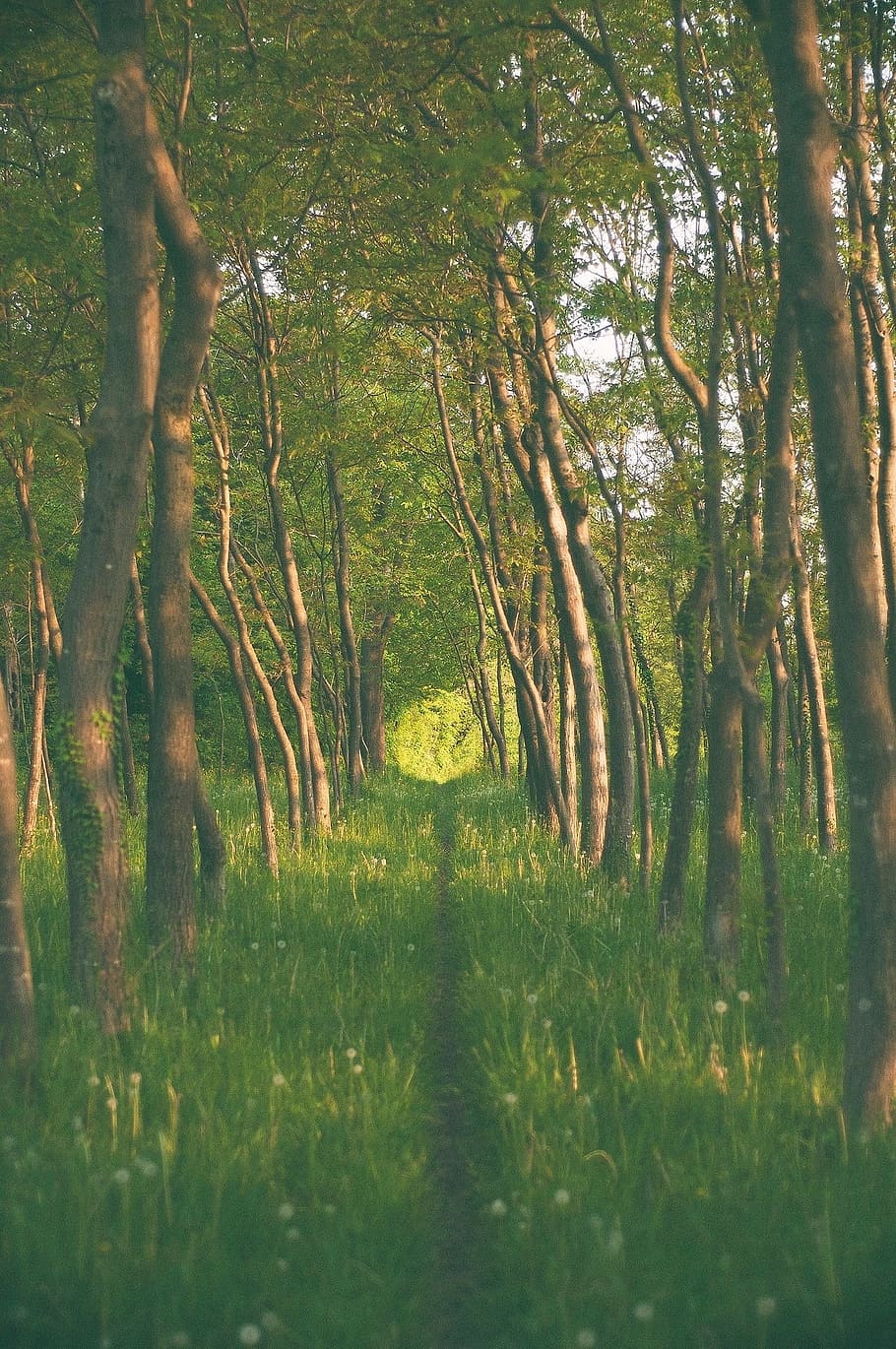 forest, trees, nature, wood, summer, environment, narrow, path HD wallpaper