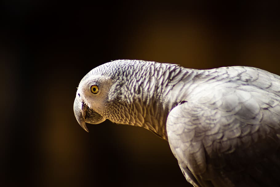 parrot, bird, animals, animal themes, one animal, animal wildlife HD wallpaper
