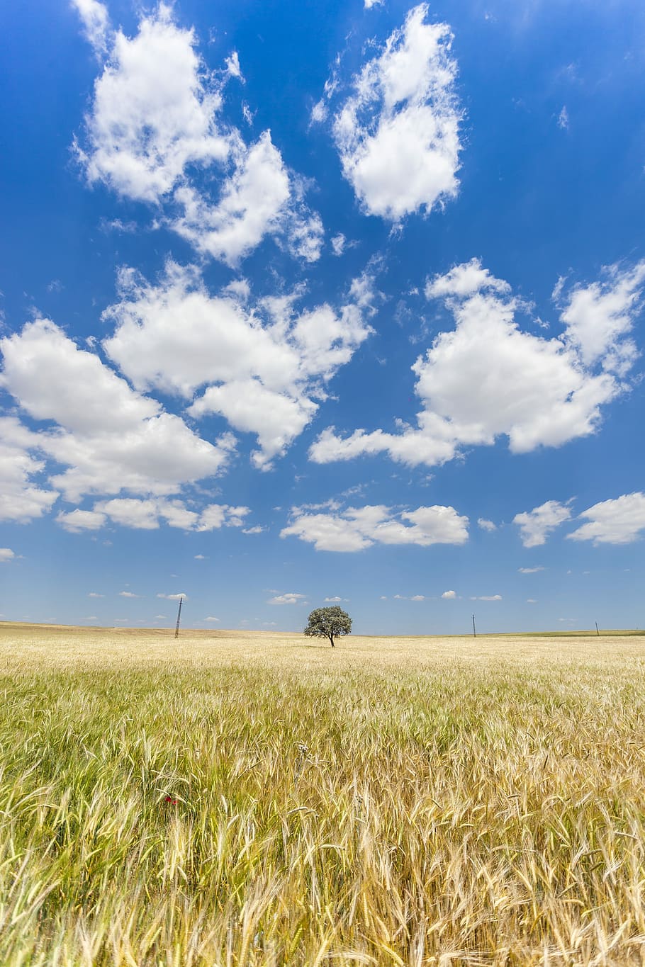 green leafed tree in the middle of grass field, green tree at the middle of brown grass field HD wallpaper