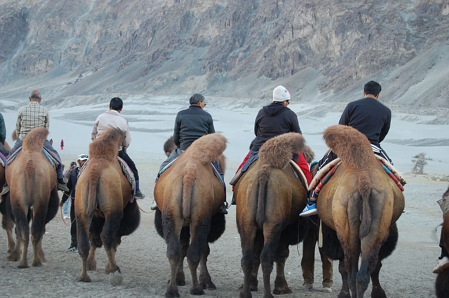 hunder, ladakh, nubra, vally, valley, india, mountain, landscape, HD wallpaper