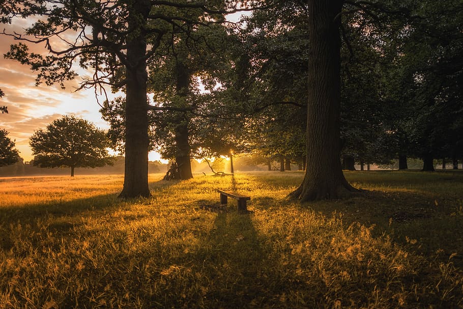 brown bench between two trees during sunset, bench surrounded by trees during golden hour HD wallpaper