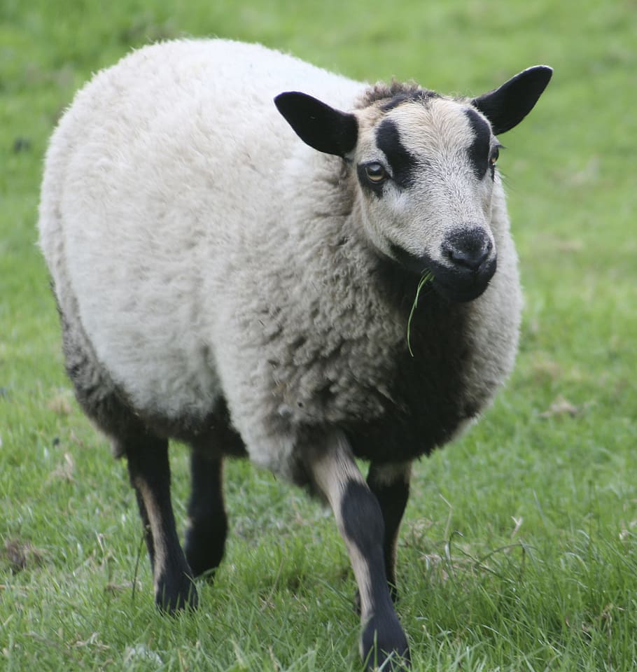 sheep, wool, farm, animal, grass, lamb, livestock, farming HD wallpaper
