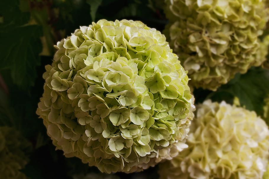 nature, flowers, bush, spring, snow ball, musky herb greenhouse HD wallpaper