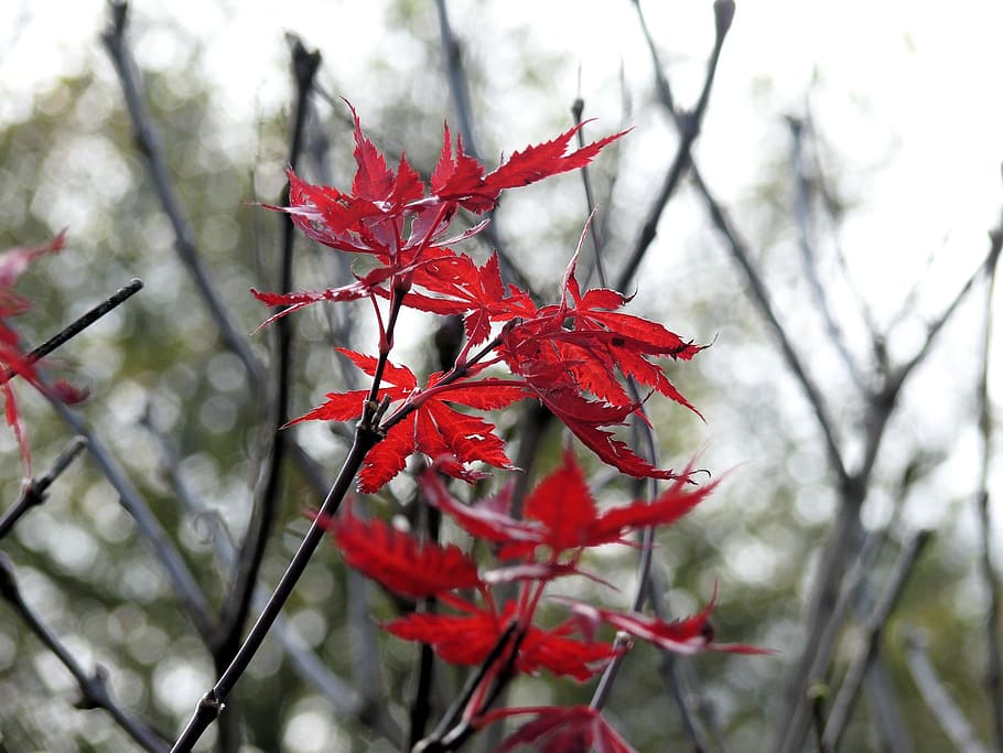 autumn leaf, sheet, red, leaves, trees, park, forest, plant HD wallpaper