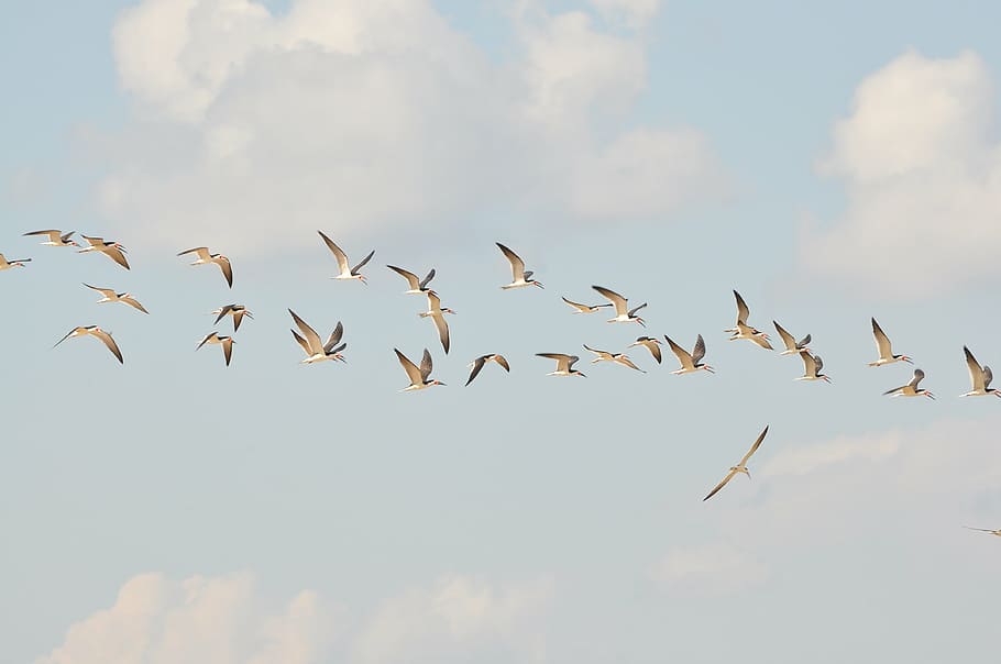 birds, flight, sky, wings, herd, fauta, rio, cáceres, animal wildlife HD wallpaper