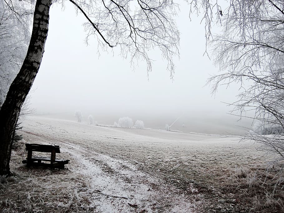 wooden bench in forest with fogs, winter, landscape, view, meadow HD wallpaper