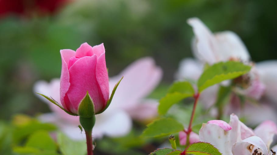 shallow focus pink flower, Boost, Plant, Flower, Bud, Garden HD wallpaper