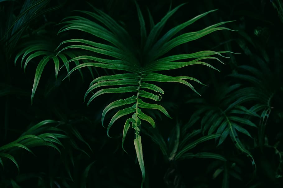 green leafed plant, foliage, vegetation, nature, growth, green color HD wallpaper
