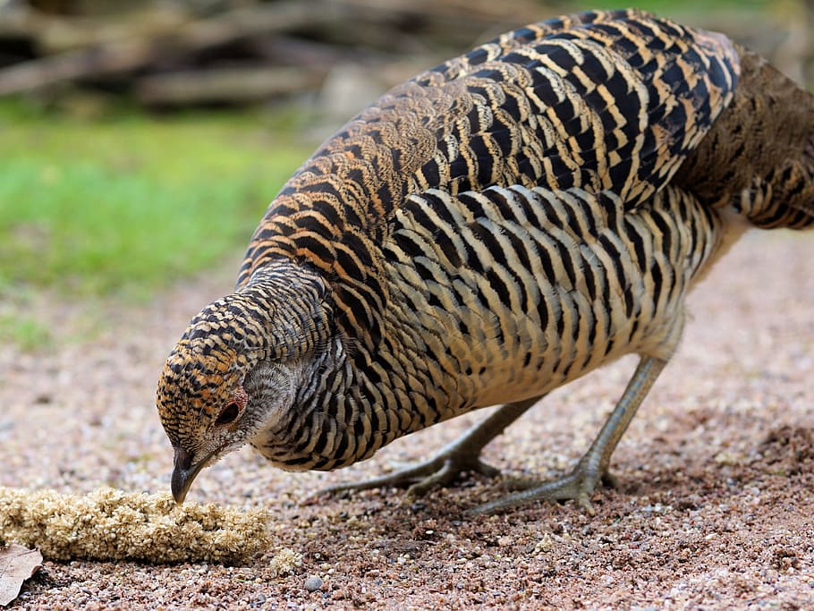 goldfasan, pheasant, bird, feather, plumage, animal, nature HD wallpaper