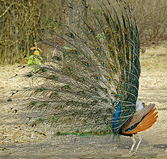 HD wallpaper: indian, national, bird, peacock dancing, wildlife, bharat,  banswara | Wallpaper Flare