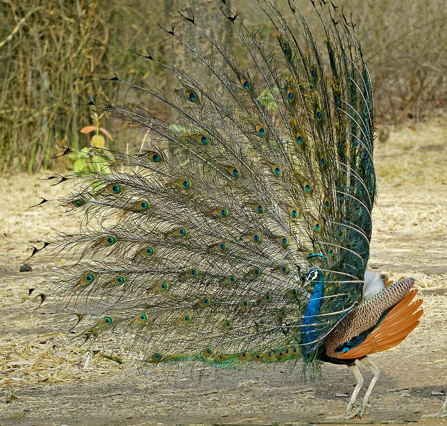 indian, national, bird, peacock dancing, wildlife, bharat, banswara