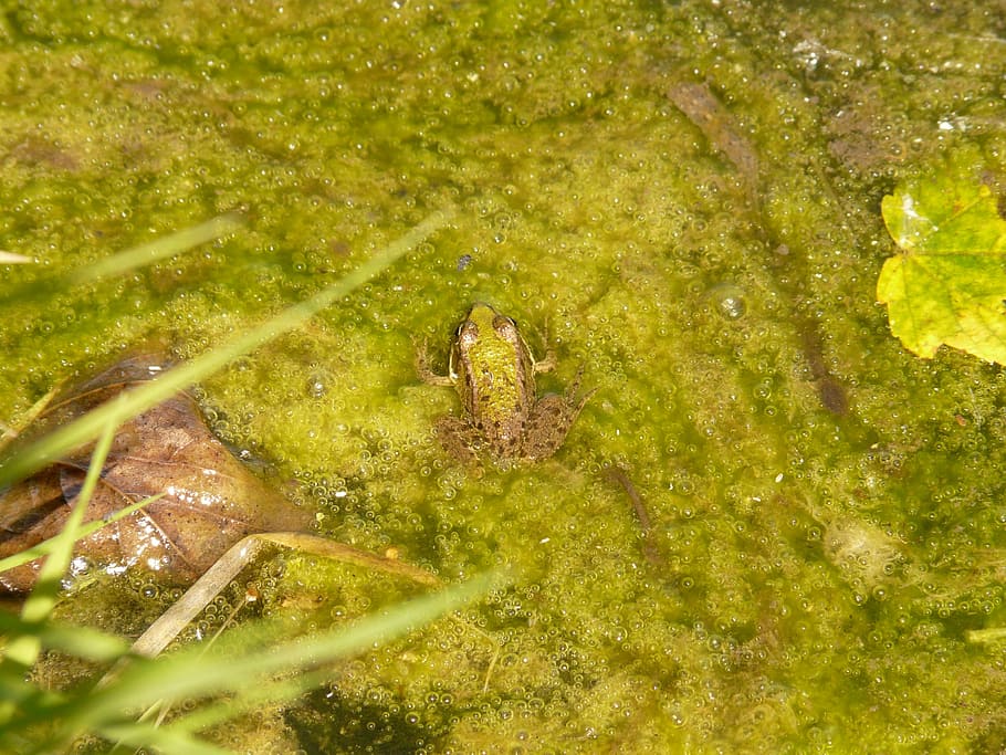 frog, tree frog, animal, green, water, amphibian, animal wildlife HD wallpaper