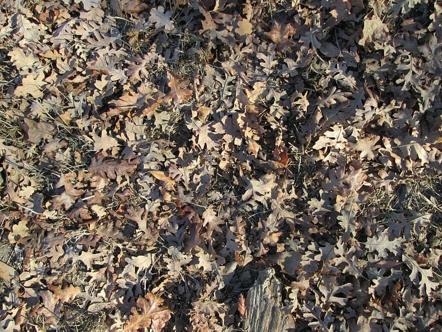 leaves, leaf, texture, nature, vegetation, ground cover, full frame HD wallpaper