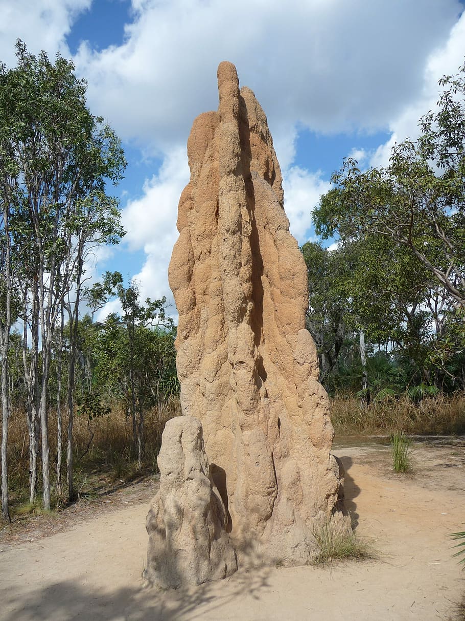 Termite, Hill, Australia, Landscape, termite hill, tree, cloud - sky, HD wallpaper