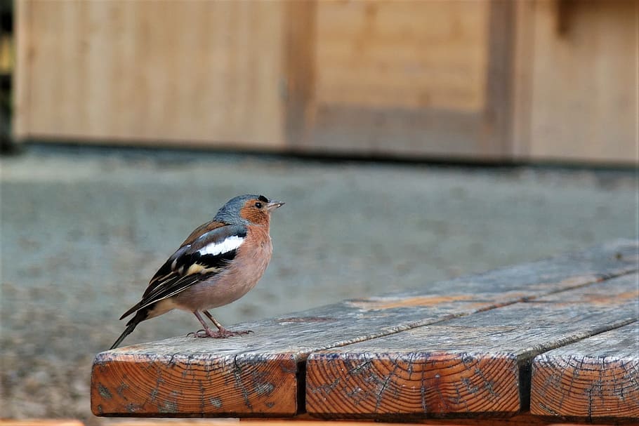 bird, park, forest, animal, nature, wienerwald, animal themes HD wallpaper