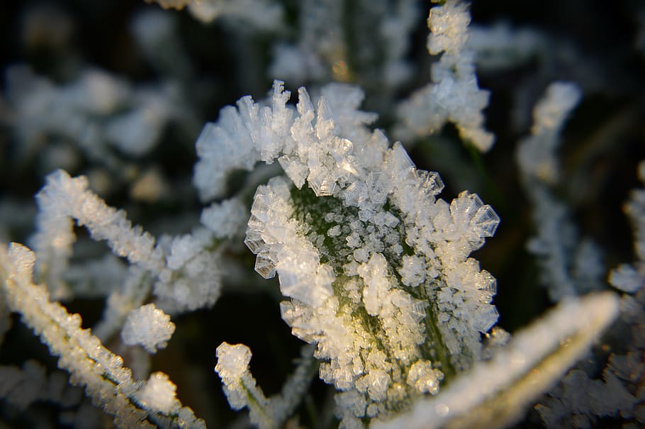 frost, snow, winter, white, forest, ice, nature, cold, biel HD wallpaper