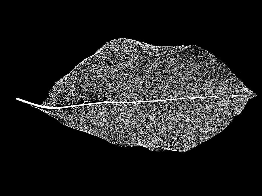 close up photography of green leaf, skeleton, black and white HD wallpaper