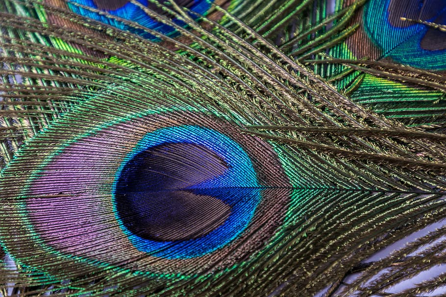 green, black, and blue peafowl feathers, peacock, eye, peacock feather HD wallpaper