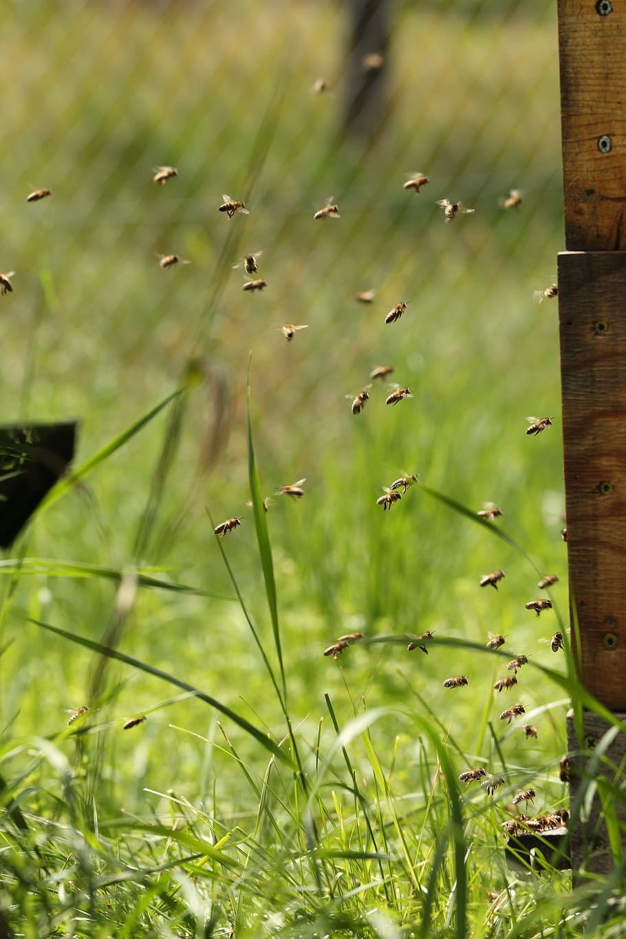 bees, beehive, fly, honey bees, insect, beekeeping, hard working HD wallpaper