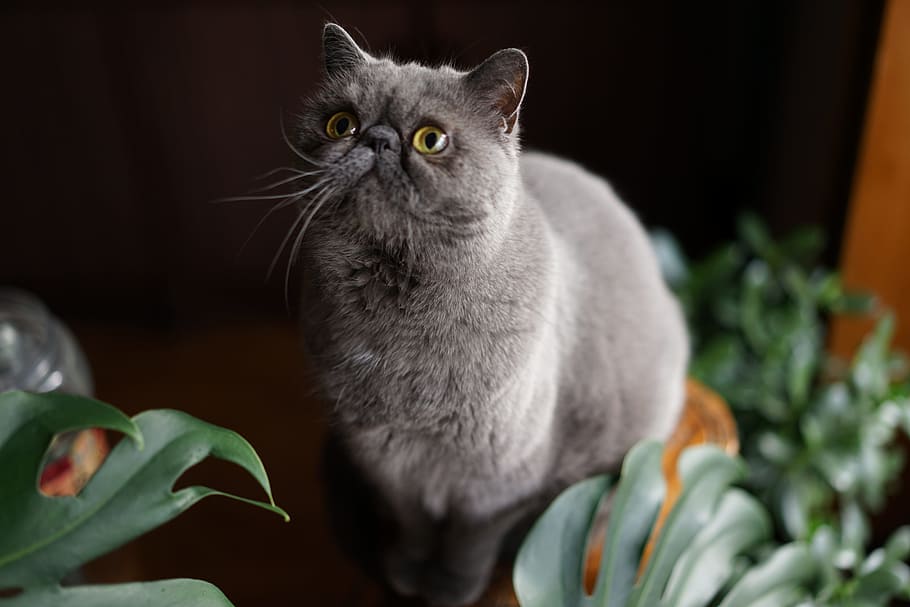 Curious, Home, Teasing, domestic cat, pets, domestic animals HD wallpaper