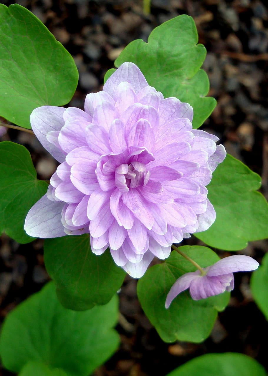 flower, spring, pink, flowering plant, beauty in nature, vulnerability HD wallpaper