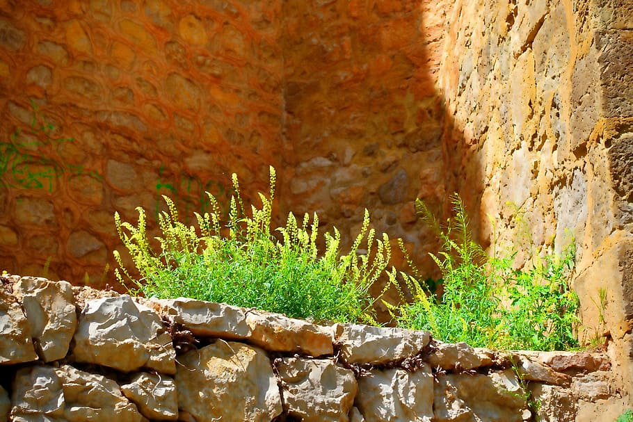 Weed, Stone, Natural, Wild, green, flowers, rock - object, no people HD wallpaper
