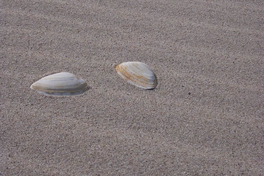 Shells, Sand, Beach, no people, seashell, nature, close-up HD wallpaper