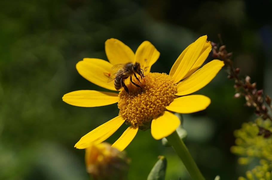 Bee, Close, Yellow, Insect, Pollination, nature, wild flower HD wallpaper