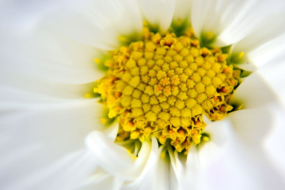 gerbera daisy, white, yellow, flower, spring, nature, floral HD wallpaper