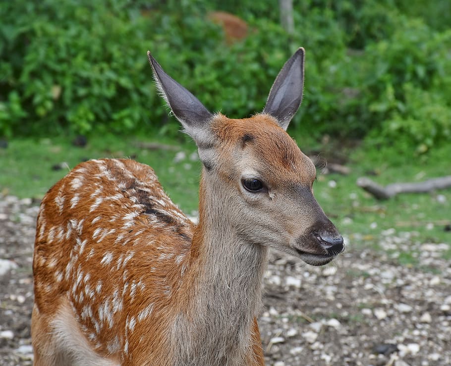 brown deer near green leafed plant lot, Roe Deer, Kitz, Wild HD wallpaper
