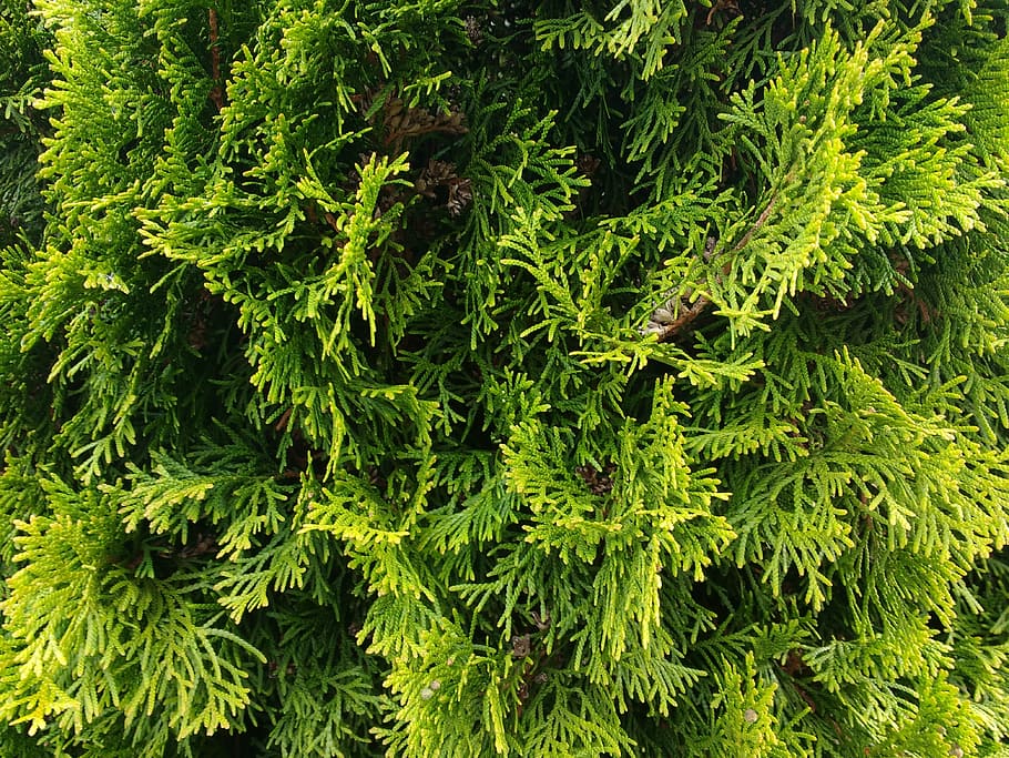 green leafed plant, thuje, thuja, texture, pattern, background HD wallpaper
