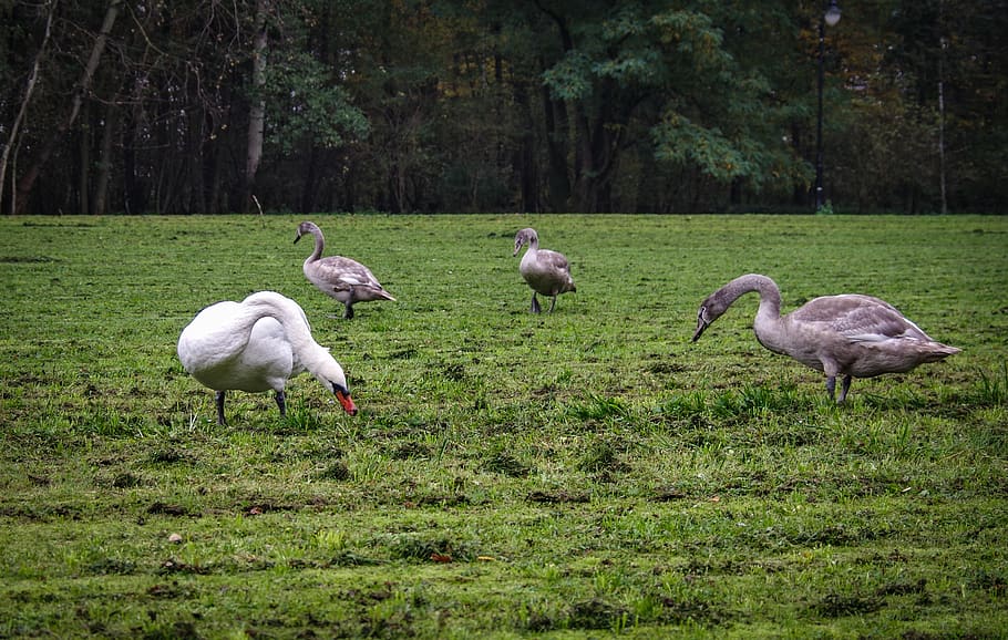 a flock of swans, family, mute swan, young, gray, bird, white, HD wallpaper