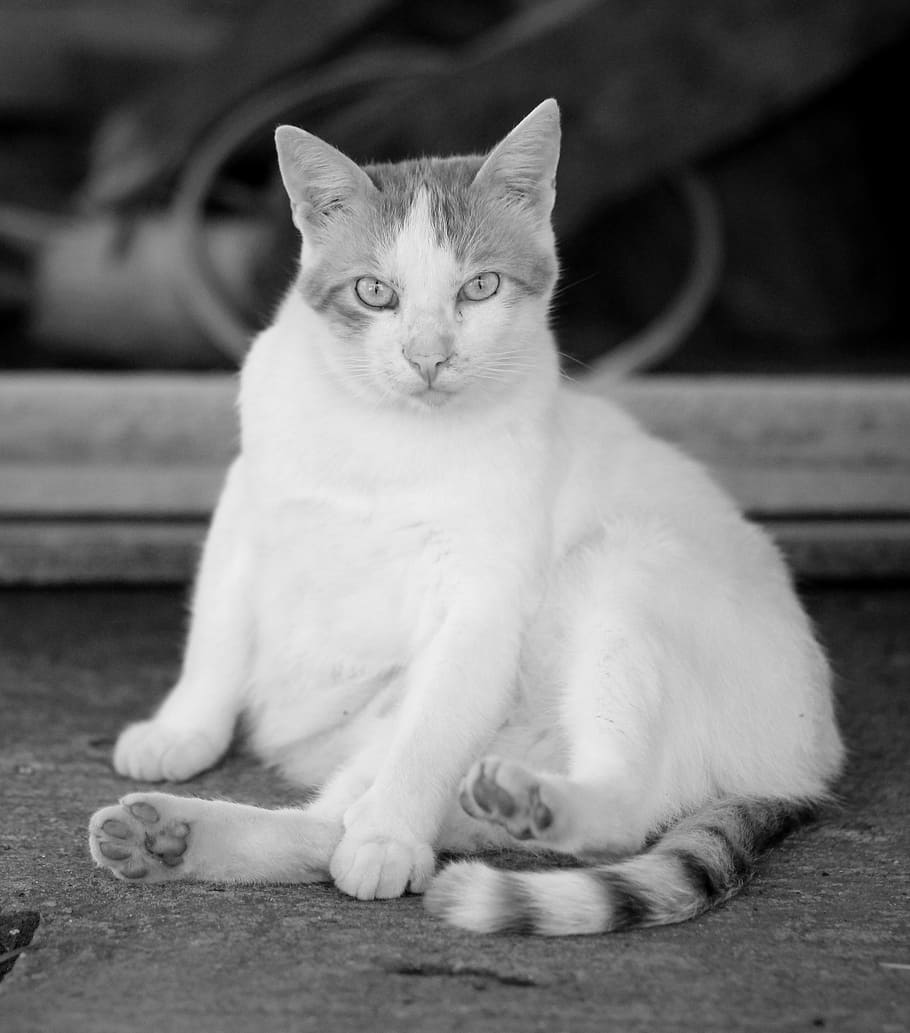 cat, white, lazy, residence, domestic animals, pets, domestic cat HD wallpaper