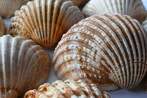 white and brown seashell, clam, ocean, sea shells, beach, sand HD wallpaper
