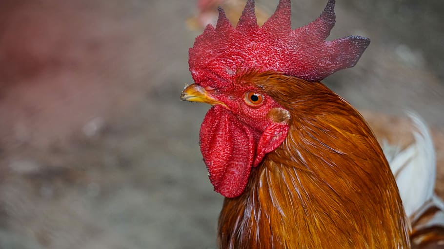birds, nature, animals, outdoor, feather, color, poultry, gaga HD wallpaper