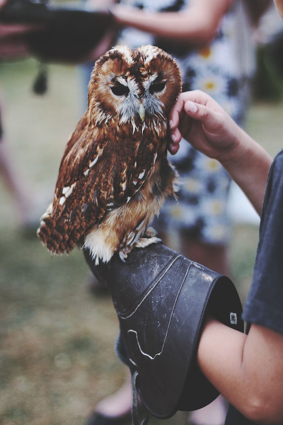 owl, animal, handler, bird, nature, flying, feathers, prey