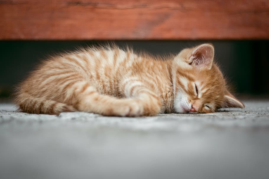 close up photography orange tabby kitten, cat, kid, dream, redhead HD wallpaper