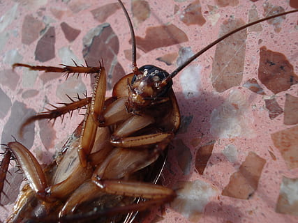 brown cockroach, animals, nature, dead, one animal, animal themes HD wallpaper
