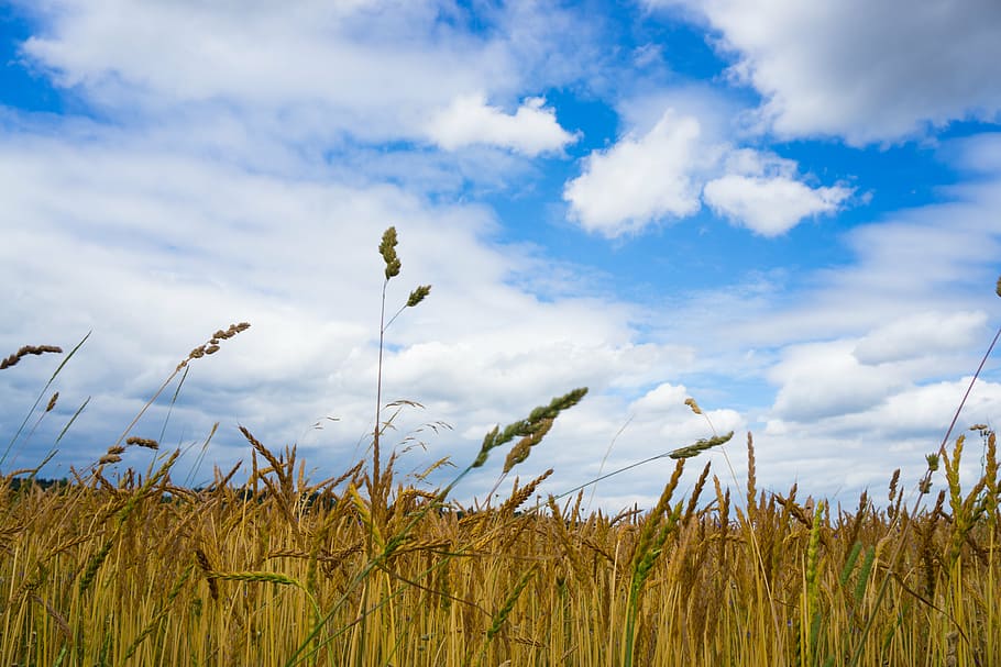 field, sky, blue, arable, wheat, clouds, cloud - sky, growth HD wallpaper