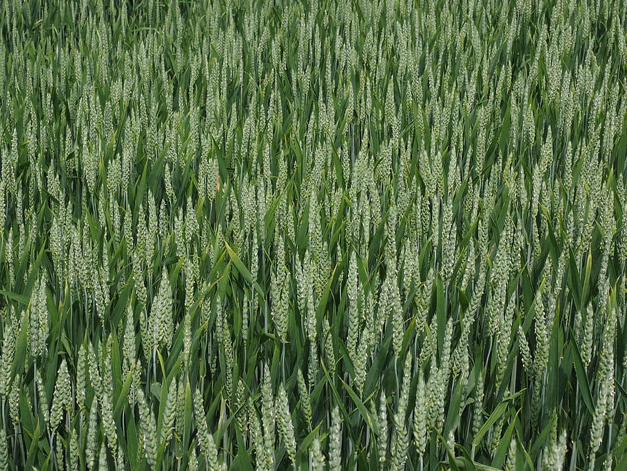 wheat field, wheat spike, cornfield, cereals, summer, agriculture, HD wallpaper