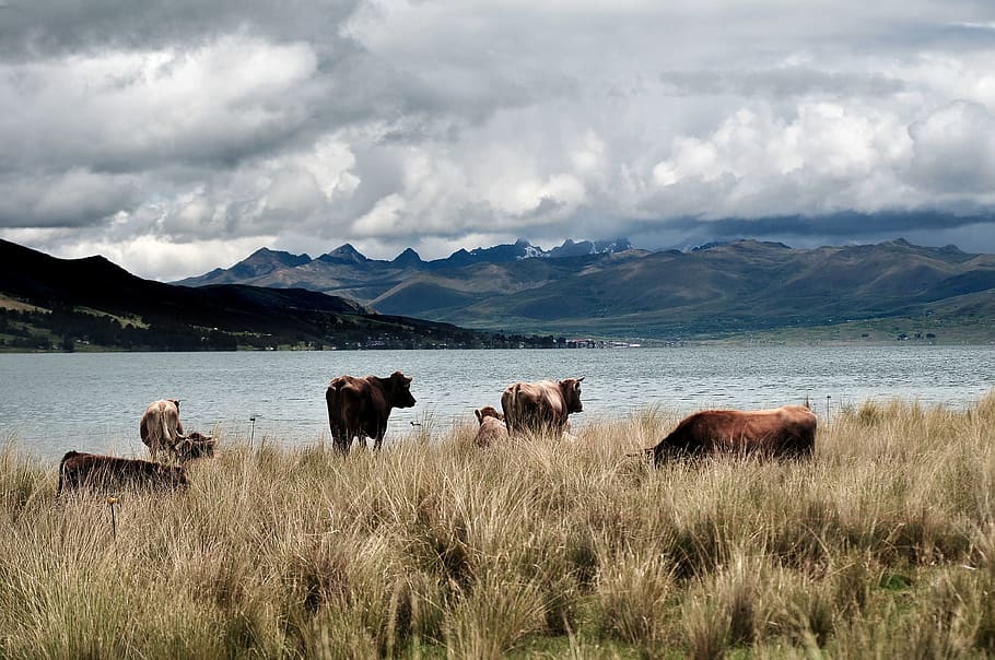 fauna, peru, cows, animals, andean animals, nature, survival HD wallpaper