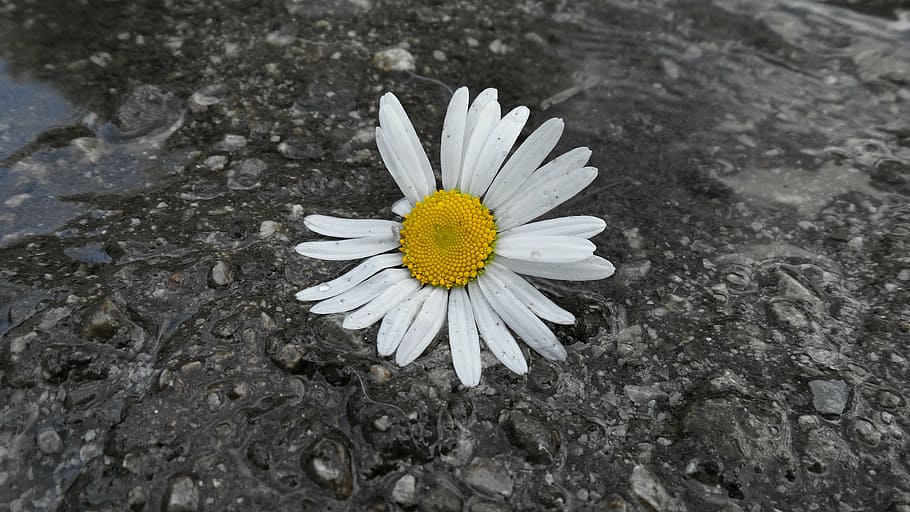 daisy, flower, bila, fragility, flowering plant, vulnerability HD wallpaper