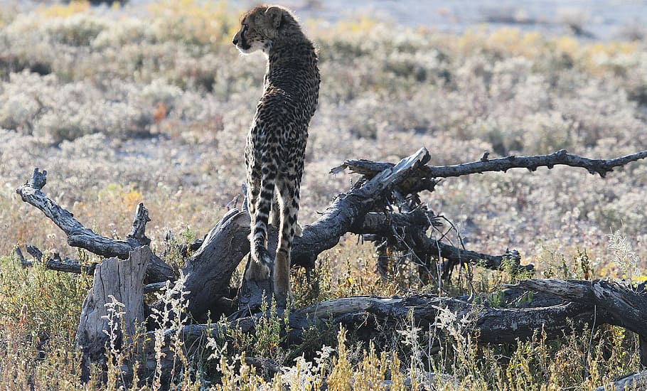 cheetah, savannah, steppe, plant, animals in the wild, animal wildlife HD wallpaper