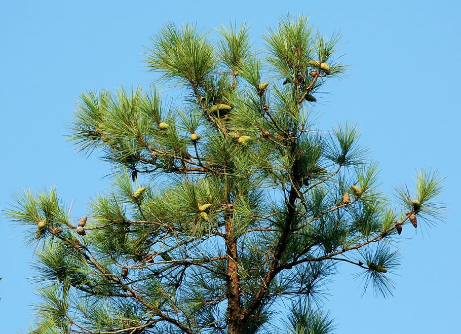 pine, tree, cones, coniferous, loblolly, southern yellow pine HD wallpaper