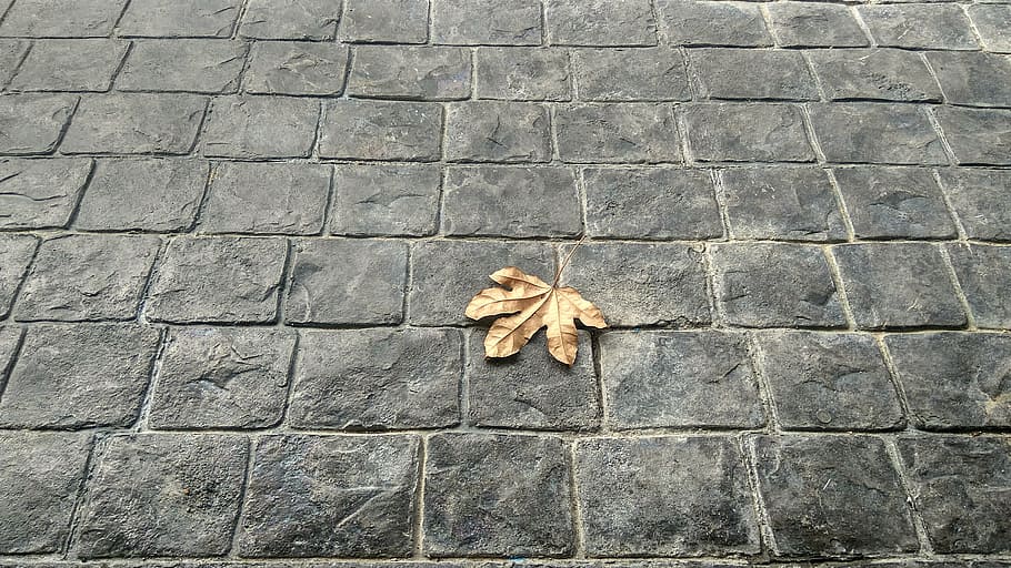 leaves, brick, floor, no people, leaf, plant part, textured HD wallpaper